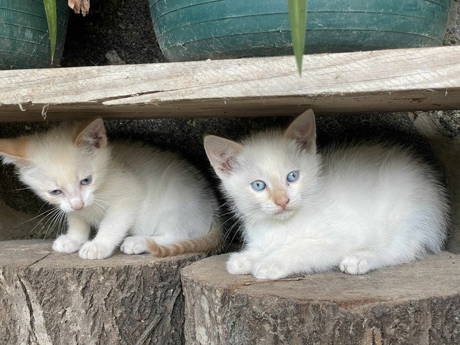Gatinhos para adoçao responsavel