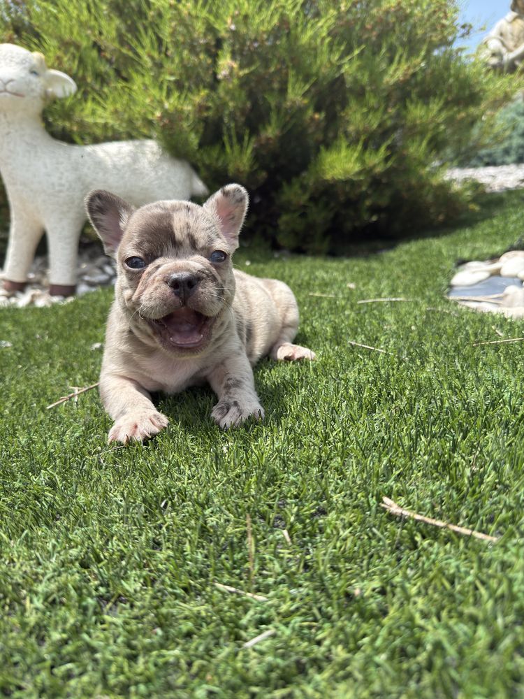 Bulldog francês blus merle