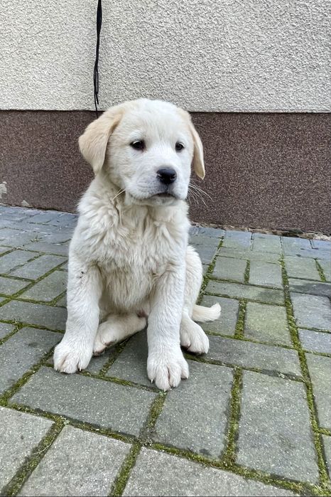 Owczarek środkowoazjatycki szczeniak polecam