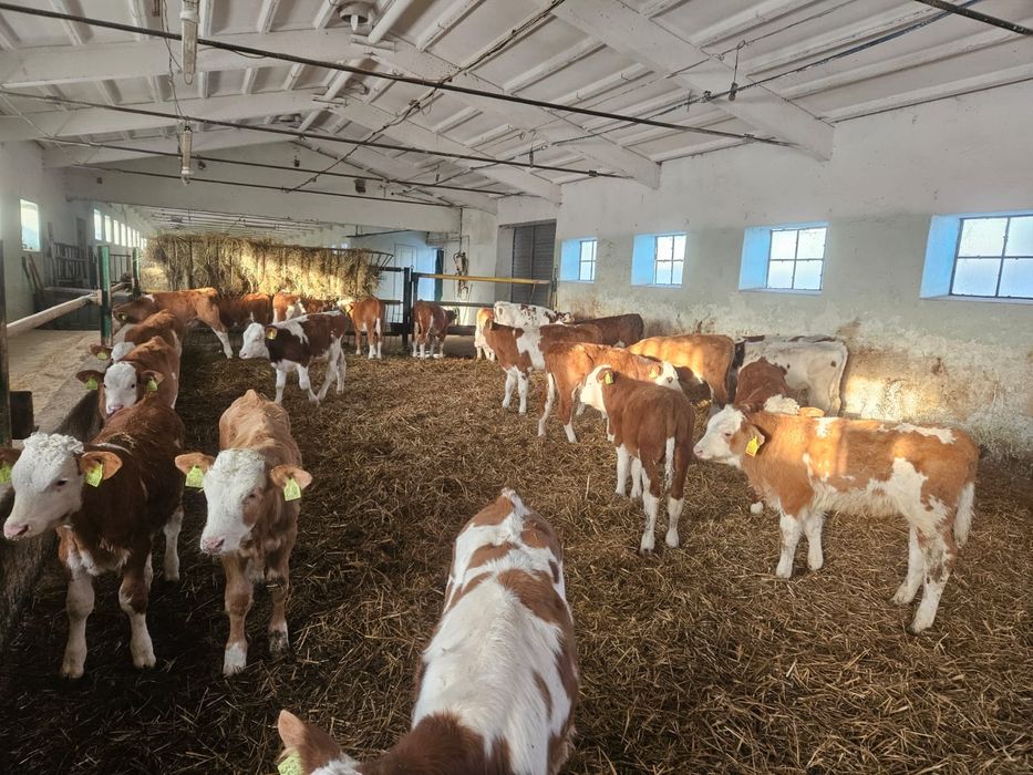 Byczki Opasy Simental Odsadki Świetny Towar