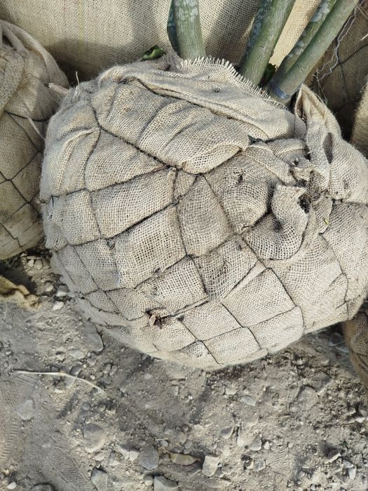 Planta Liquidambar 14-16