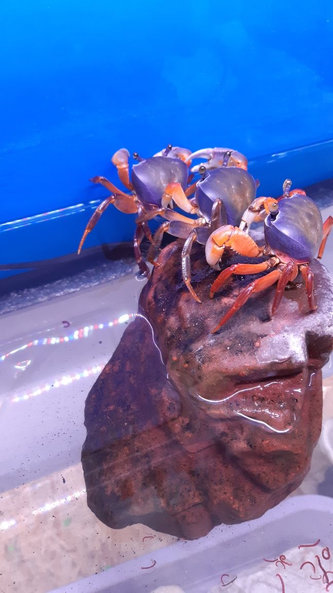 Krab Tęczowy XXL