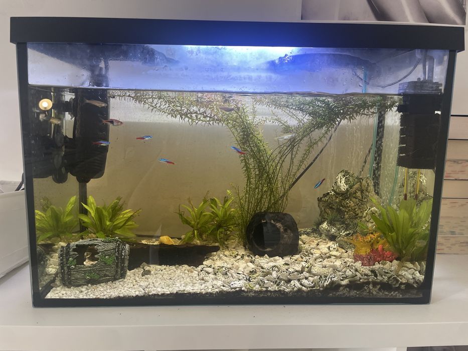 Ryby, Akwarium, Sprzęt, Sprzedam!