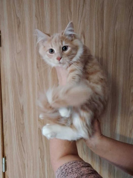 Syberyjski chłopak krem