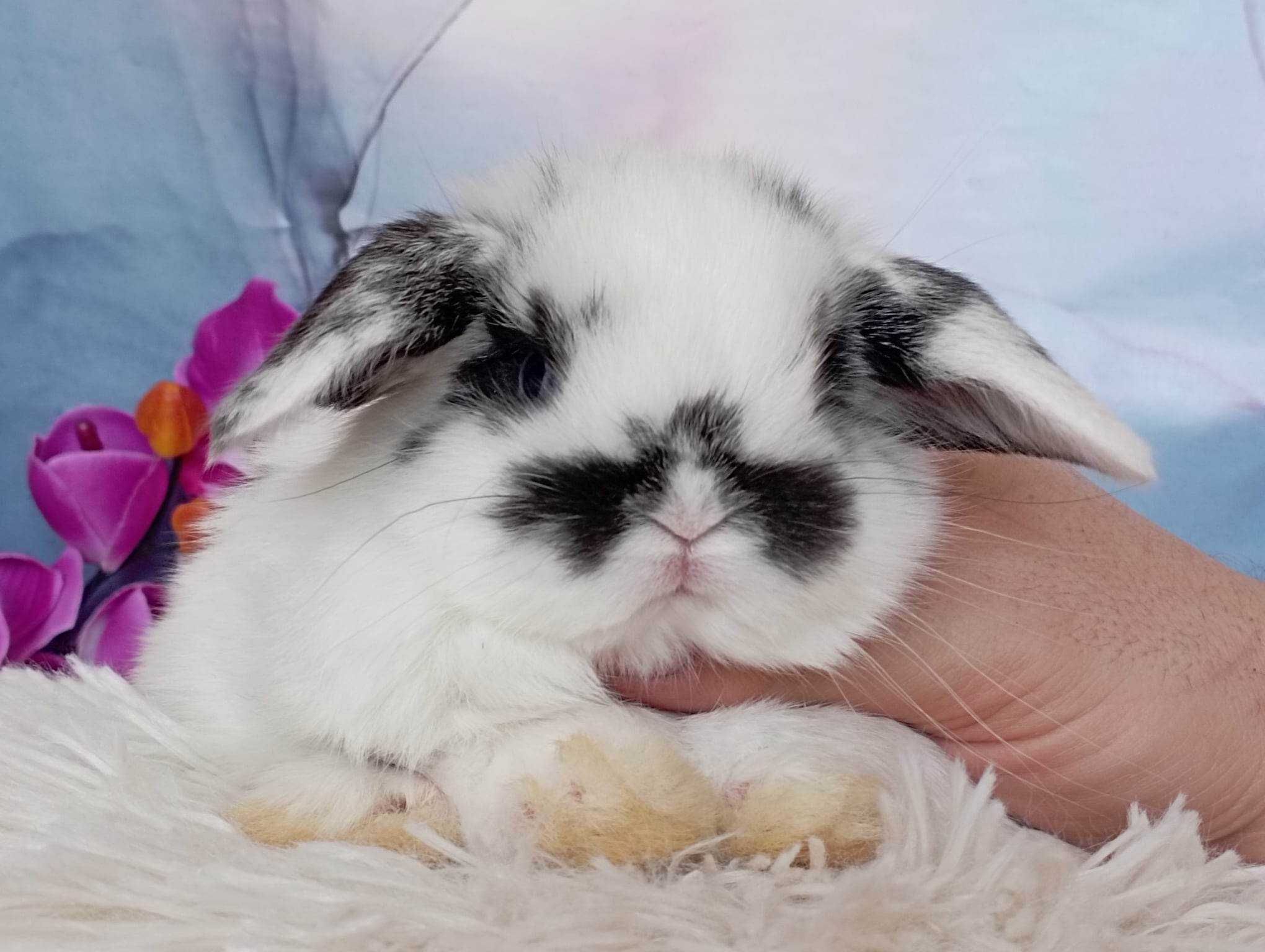 Mini lop karzełek Teddy hodowla