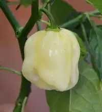 Sementes de habanero branco