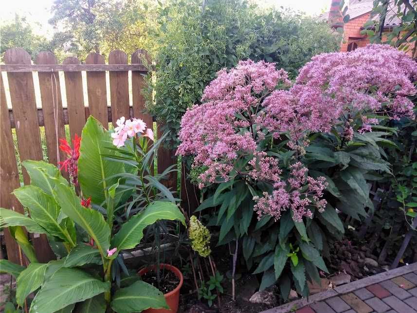 Сідач посконник гортензії   на штамб