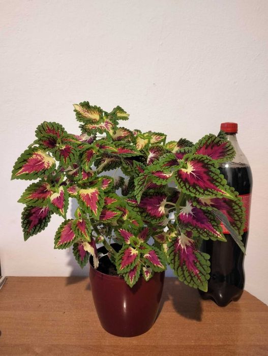 Koleus pokrzywa ozdobna