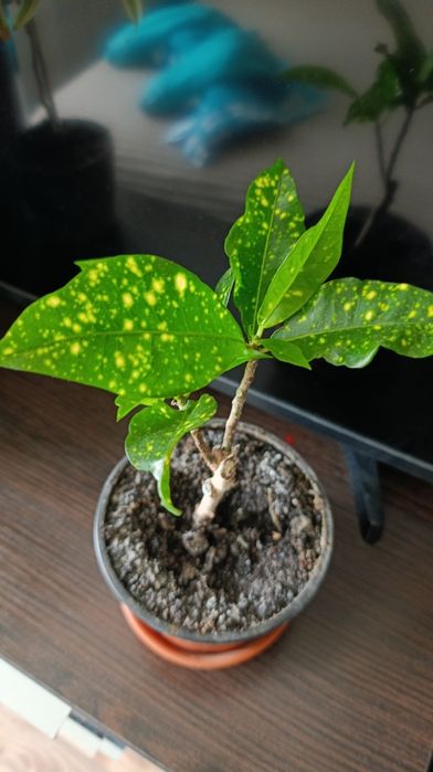 НЕ ПЕРЕСИЛАЮ!!Терміново!!! Кімнатні квіти кротон фікус