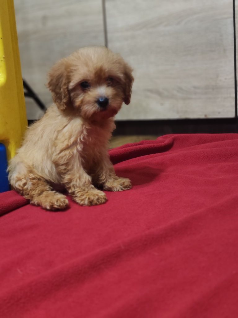 Cavapoo F1 śliczna dziewczynka