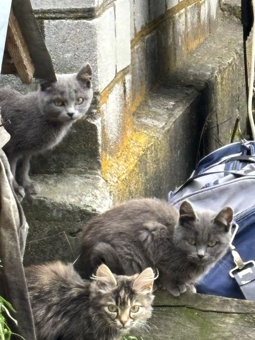 Продам  кошенят чистокровних британців та мейкуна.