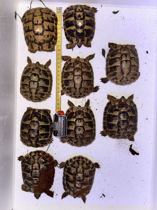 Sprzedam terrarium i lampy dla zolwia greckiego