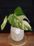 ROŚNIE Monstera Variegata Cięty Szczyt SMV1