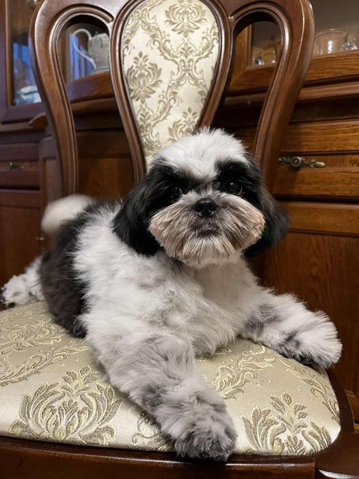 Szczenię Shih tzu gotowe do odbioru