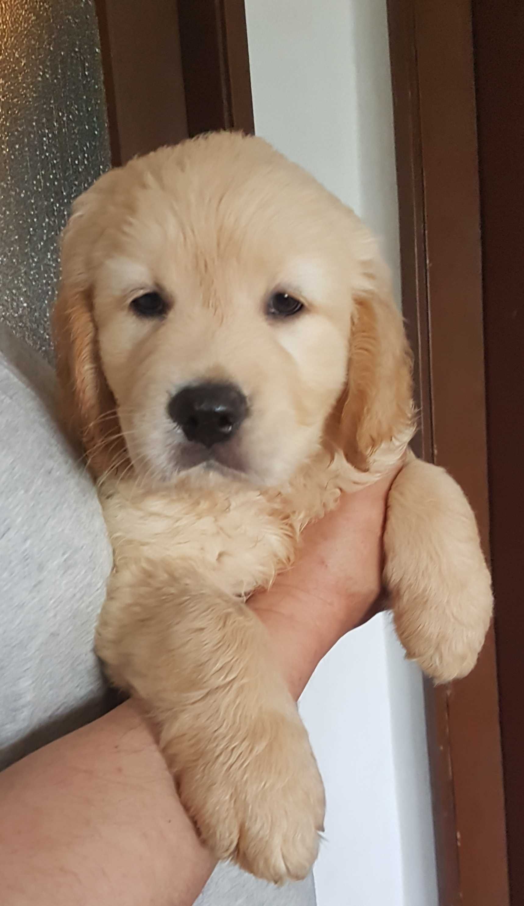 Golden Retriever com LOP de Excelente Linhagem