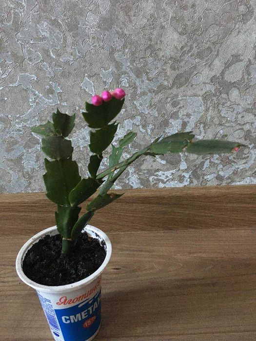 Комнатные цветы в асортименте