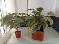 Planta artificial