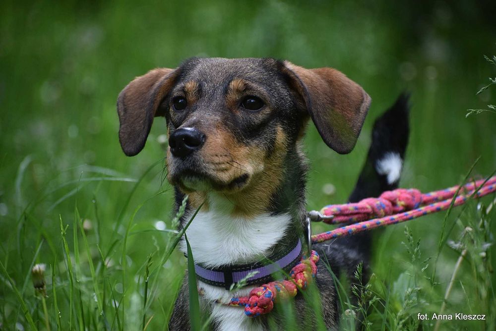 Młoda 10-kilowa suczka Bonita szuka dobrego domu