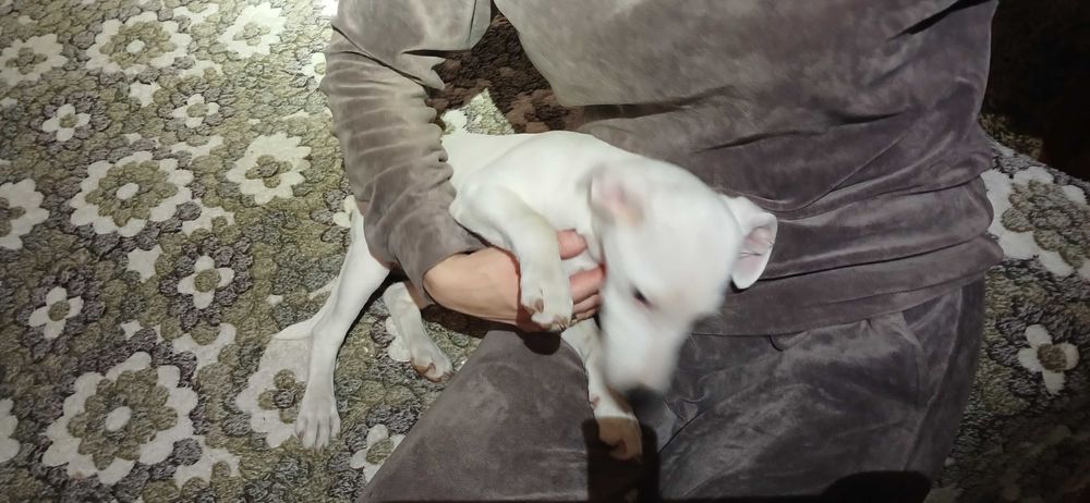 Продам цуценя Дівчіна  , альбінос