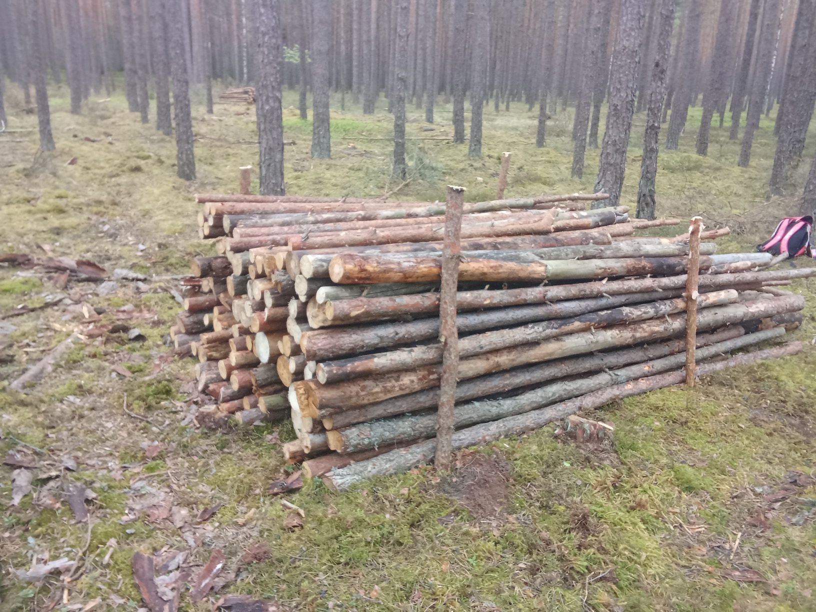 Drewno opałowe sosna