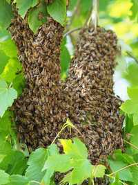 Rój Pszczół pod Domem - Pszczoły - Roje Pszczółek - Zaginione Pszczoły