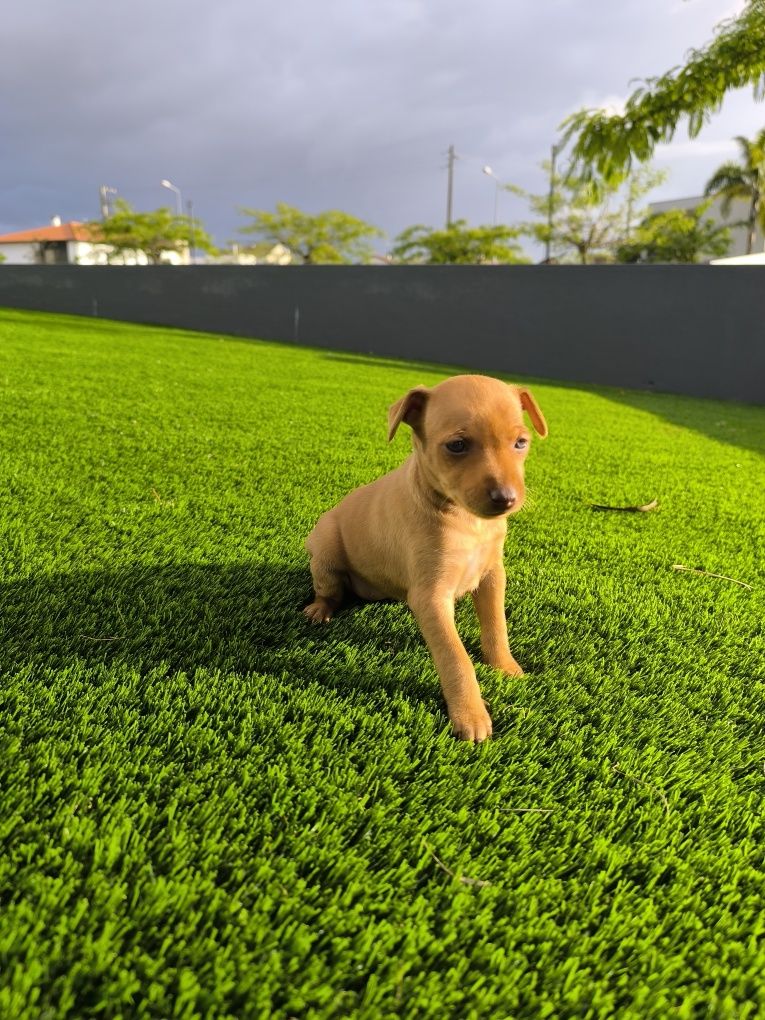 Pinscher Fêmea Castanha