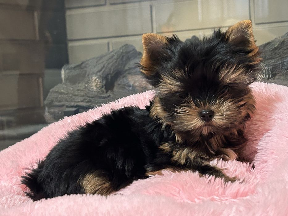 Міні дівчинка .Міні цуцунята