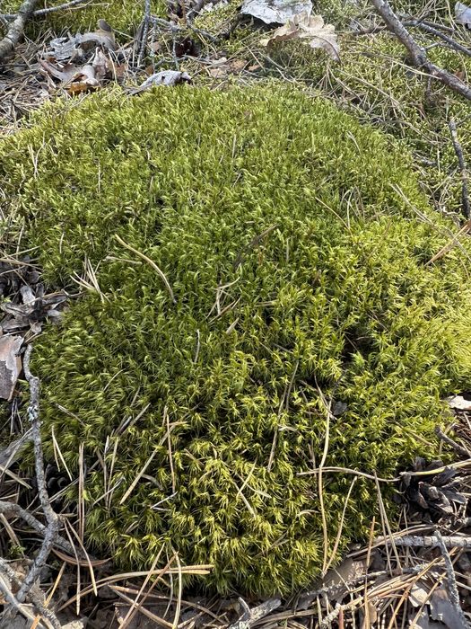 Живий та сухий лісовий мох