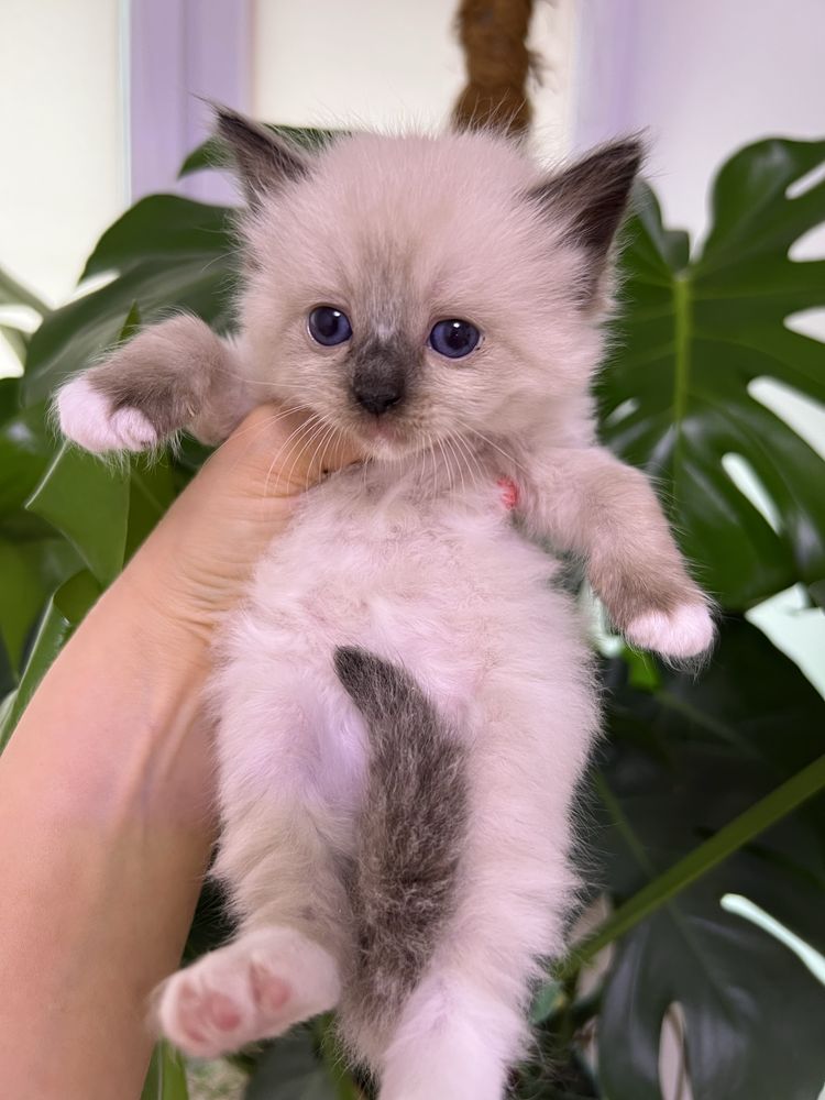 Kotka Ragdoll , rodowod FPl.