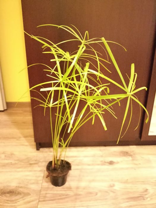 Papirus 53 centymetry