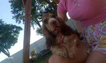 Cocker Spaniel Angielski Piesek