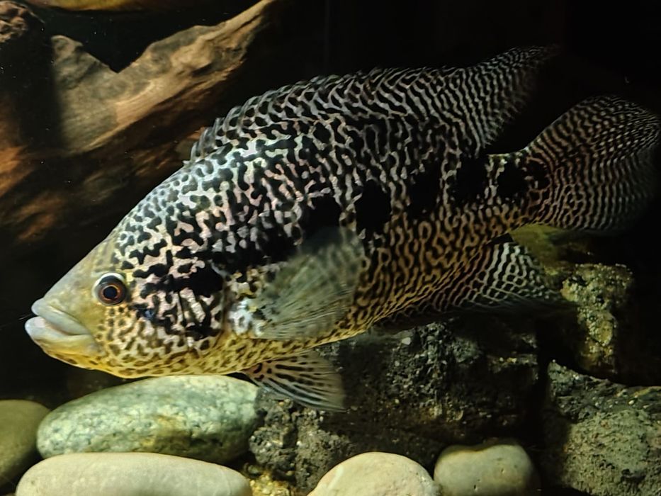 Парахромис Манагуанский