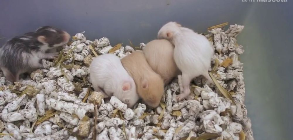 Oddam chomiki młode, zdrowe i szczęśliwe  pod opieka weterynarza