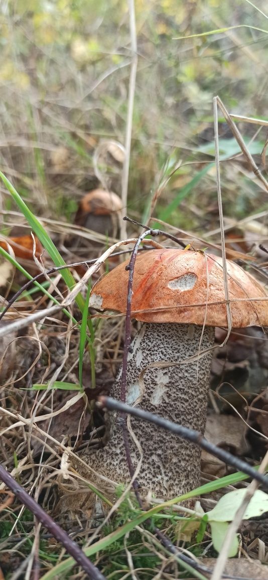 Grzyby suszone Koźlarz kozak podgrzybek