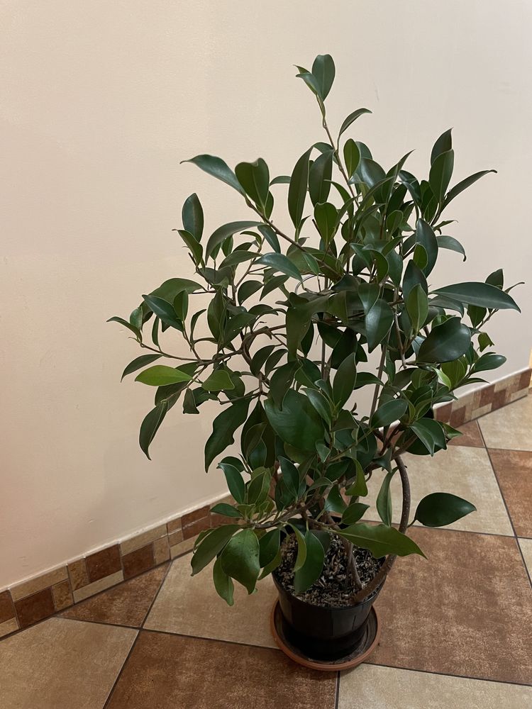 Fikus benjamina figowiec benjaminek 60 cm kwiat doniczkowy 4 sadzonki