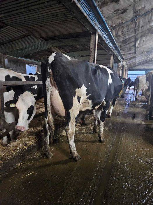 Sprzedam krowy mleczne