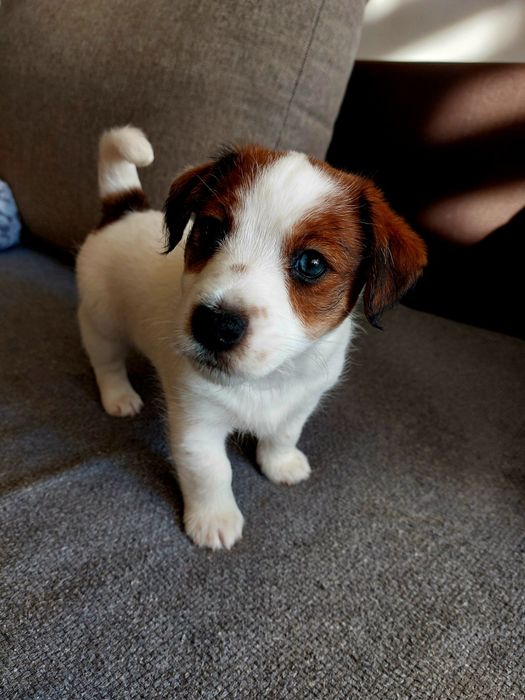 Jack Russell Terrier