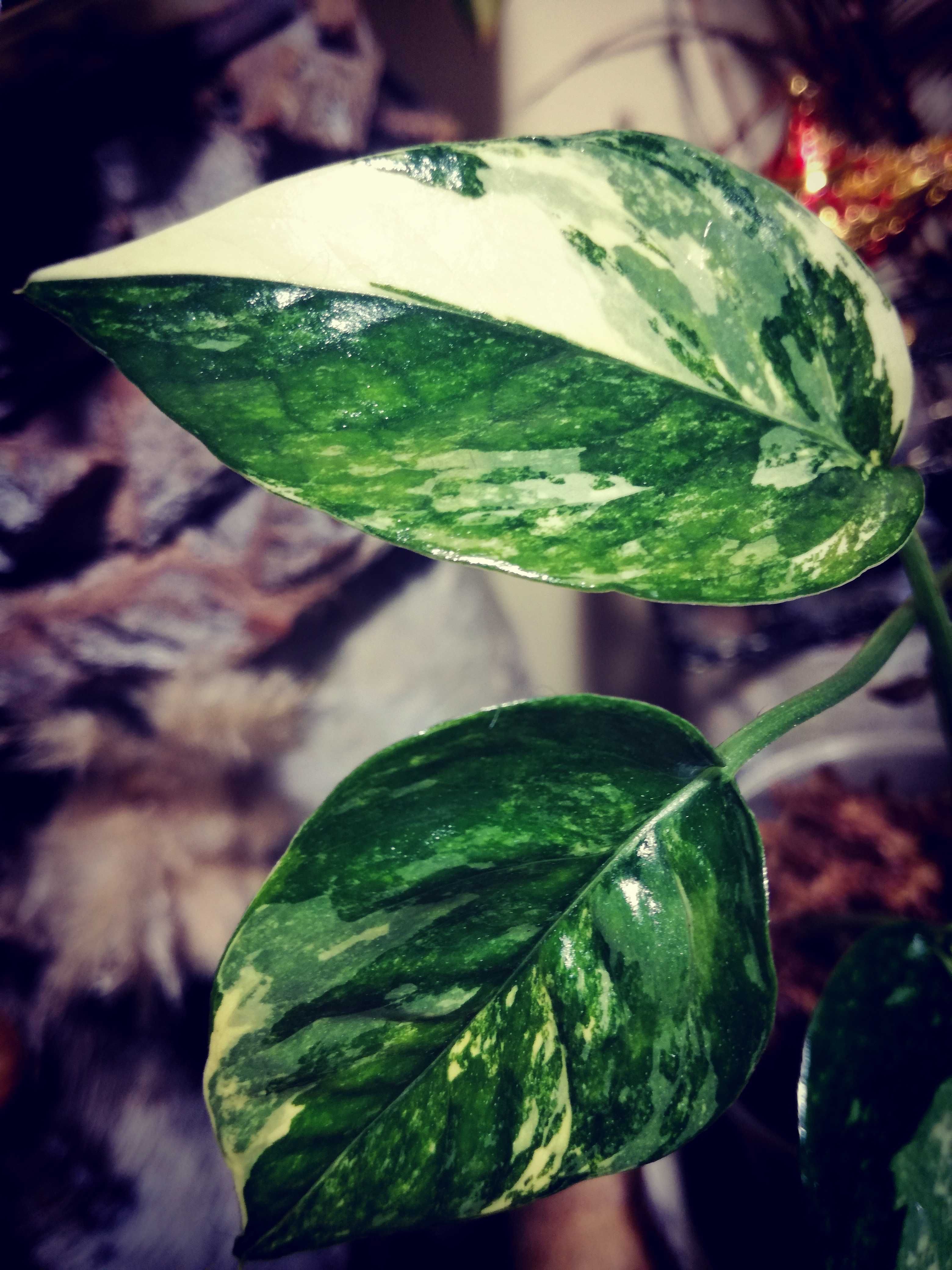 Epipremnum Pinnatum Variegata Albo PIĘKNOŚĆ monstera REZERWACJA