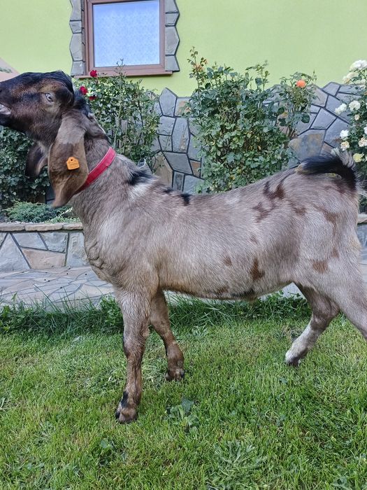 Koza kozioł Anglonubijski