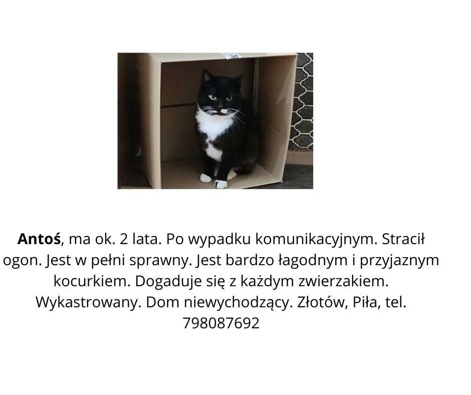 Kotki Misia i Ziaja czekają na dom