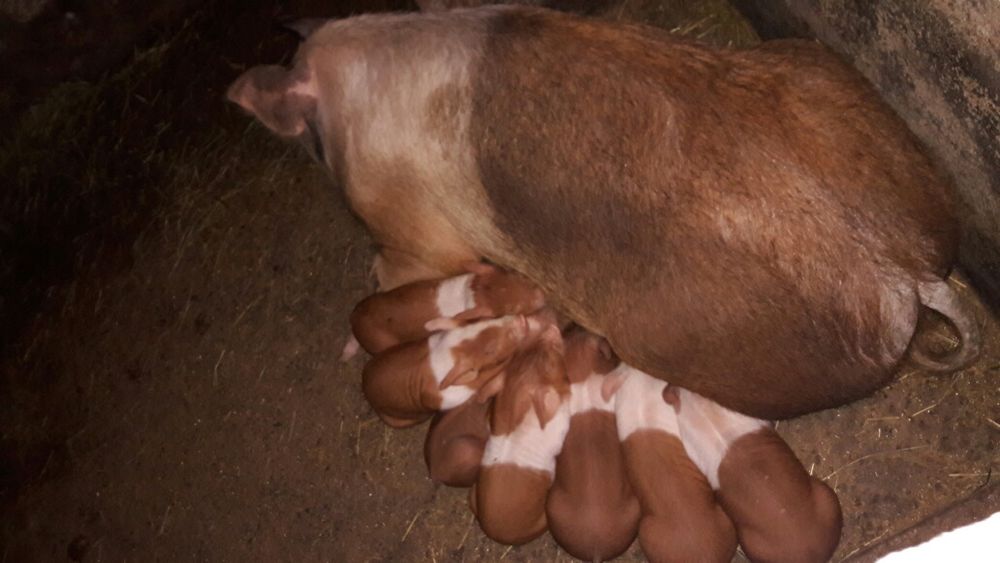 поросята породи українська червона білопояса