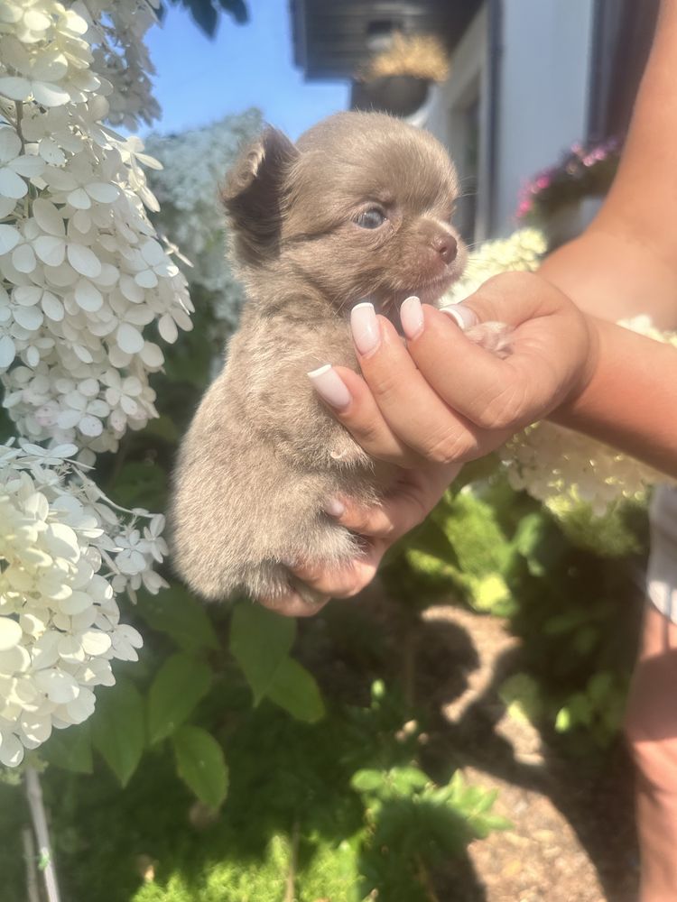 ***laleczka mini sunia chihuahua***