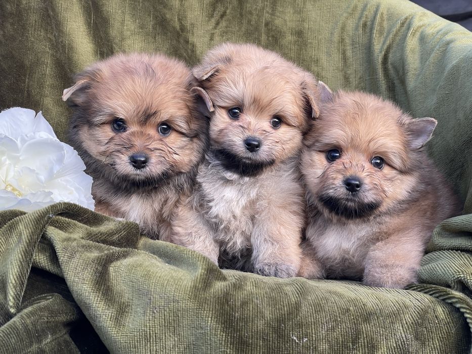 Хлопчики метис (шпи йорк )