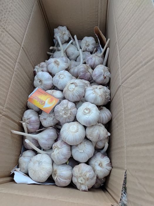 Czosnek Harnaś od 4,5 cm średnica po 1 zł - 50 szt
