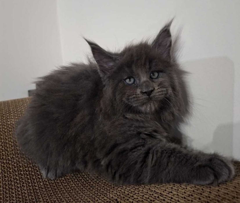 Чекаємо на найкращу родину! Мейн-кун з документами та щепленням