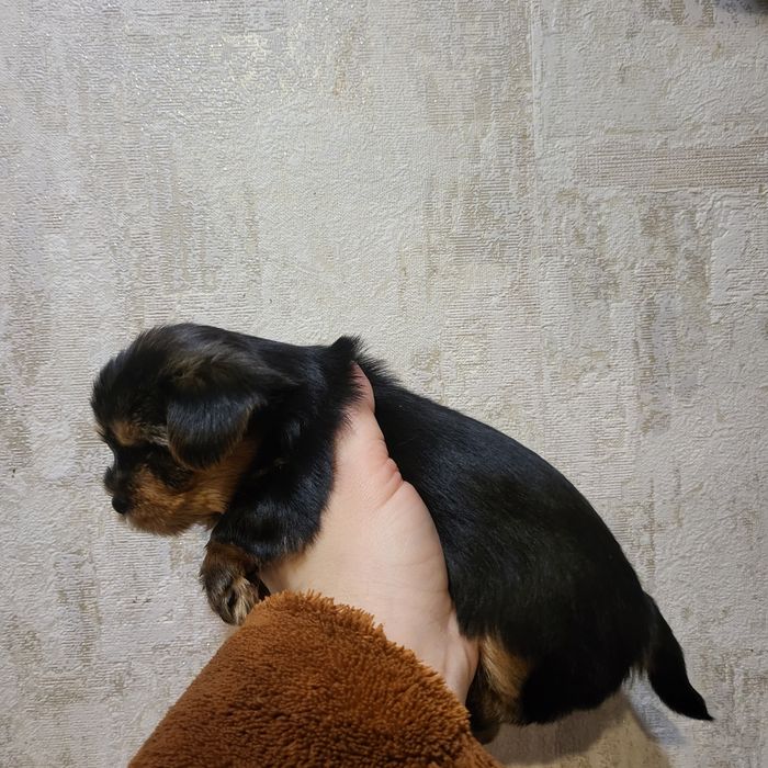 7500  Чудові цуценята йорки. Київ