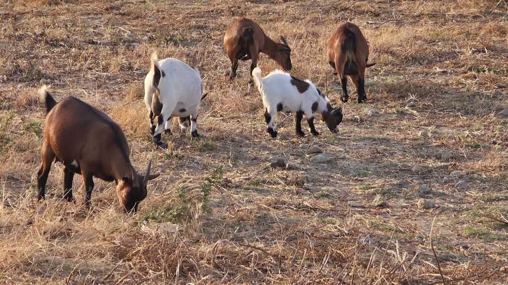 Cabras anãs para venda