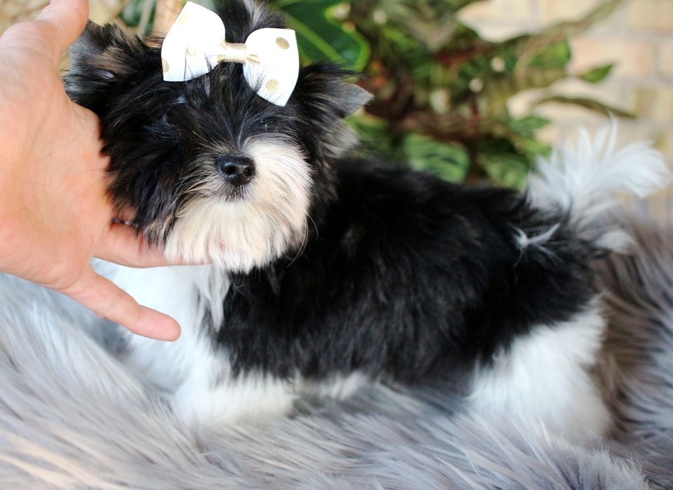 Yorkshire terrier biewer