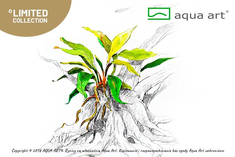 Anubias barteri var. Glabra invitro MASSON