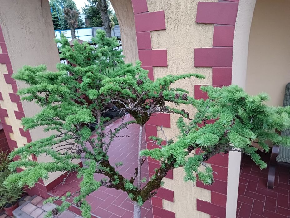 Modrzew szczepiony bonsai